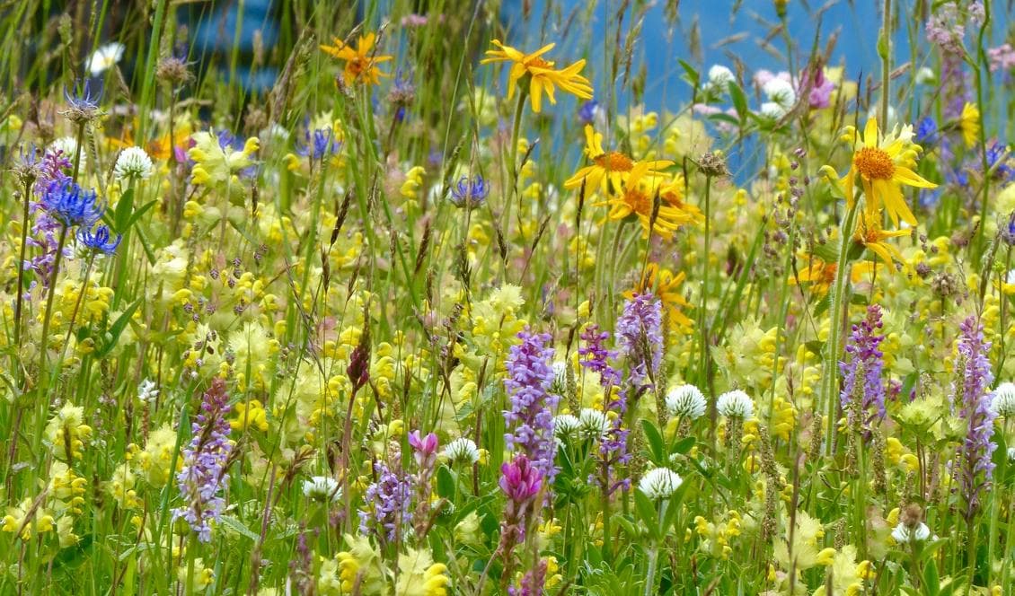 Finns det en lämplig växt i denna färgprakt? För att kunna användas till färgning av hår behöver växten ha gott om pigment och växa i stora mängder. Dessutom behöver pigmentet kunna fästa vid hårstrået och sitta kvar.