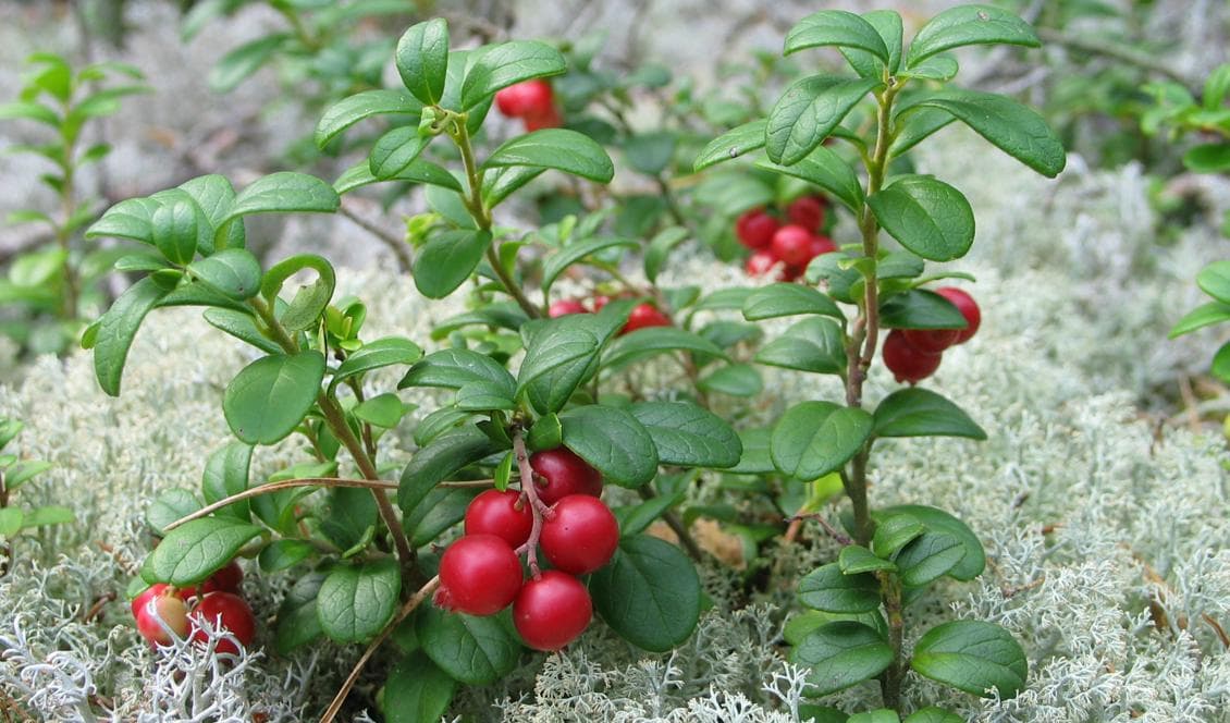 Nu börjar lingon ta över skogarna efter blåbären. (Foto: Jonas Bergsten)