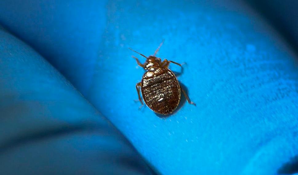 Vägglusen trivs där människor finns, då den lever av vårt blod. Foto: TT. Arkivbild.