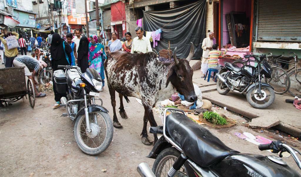 
En av Indiens heliga kor på promenad i Varanasi. Foto: TT-arkivbild                                            