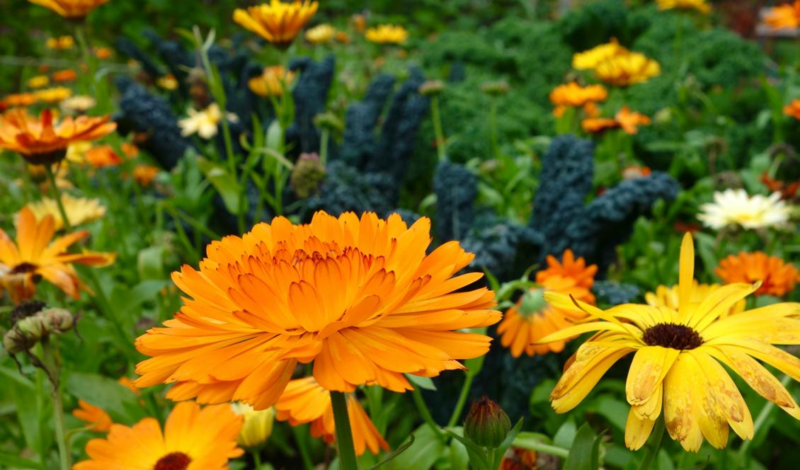 Foton: Eva Sagerfors