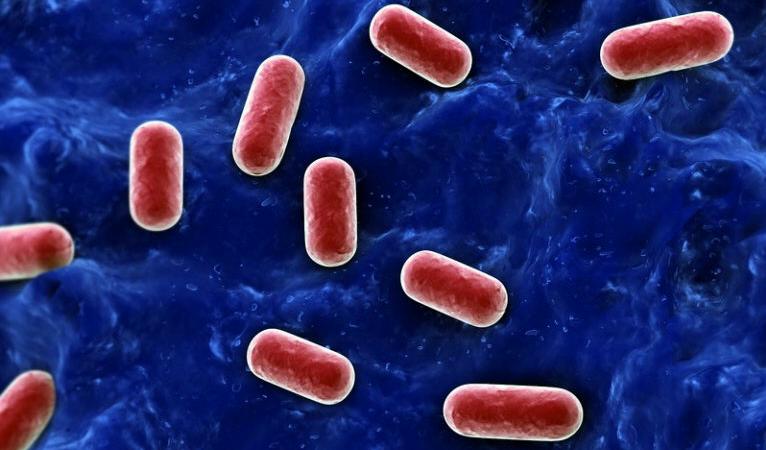Lactobacillus acidophilus – Bild: Crestock.com