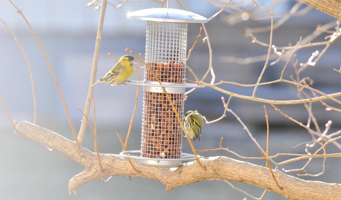 Grönsiskor vid fågelmatning. Foto: Ritu Andersson