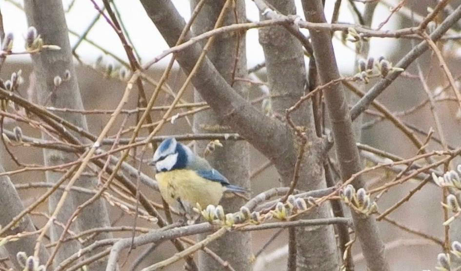 Fågelkvitter. Blå kalott, svart ögonstreck och gul mage. Med sin yrvakna och spralliga stil charmar blåmesen de flesta. Trots det är den en liten argbigga som gärna hackar på nagelband när den är i hand. Foto: Ritu Andersson