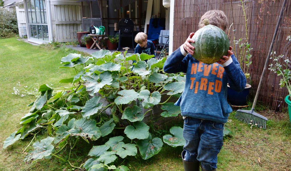 Pumporna trivs bra i vårt klimat. Här har två plantor fyllt en pallkrage och mer därtill. Foto: Eva Sagerfors
