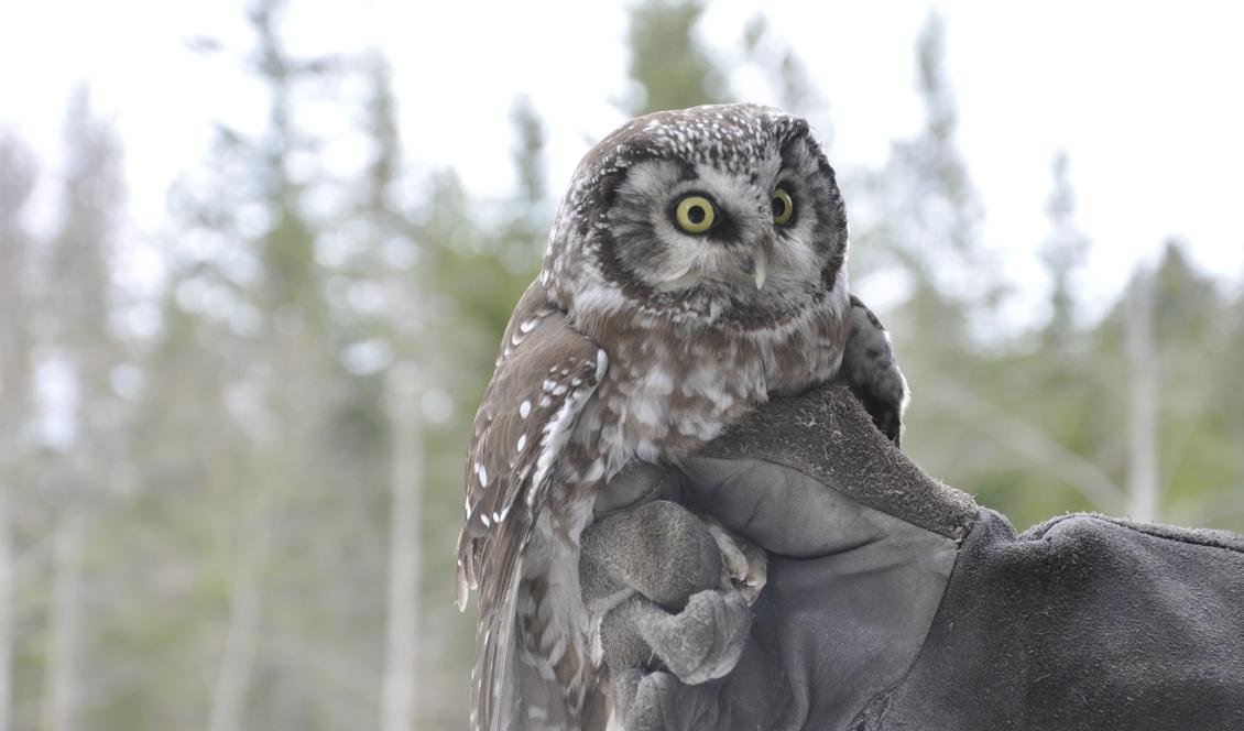 Pärlugglan kallas också "Tengmalms uggla” efter den svenske naturforskaren Peter Gustaf Tengmalm. Foto: Ritu Andersson