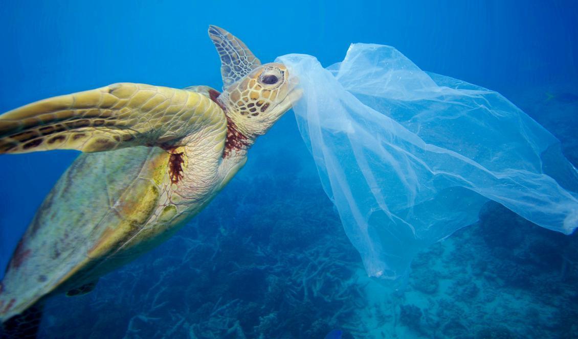 

En grön havssköldpadda som har fastnat i plastskräp. Foto: Troy Mayne/WWF/Arkivbild.                                                                                        