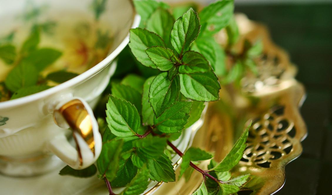 Pepparmynta är både god och bra för matsmältningen.