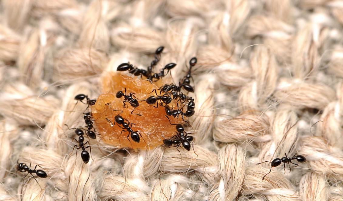 
Myror festar loss på en matsmula, inte helt ovanligt i våra hem. Foto: Matt Bertone/Handout/TT/Arkivbild                                            