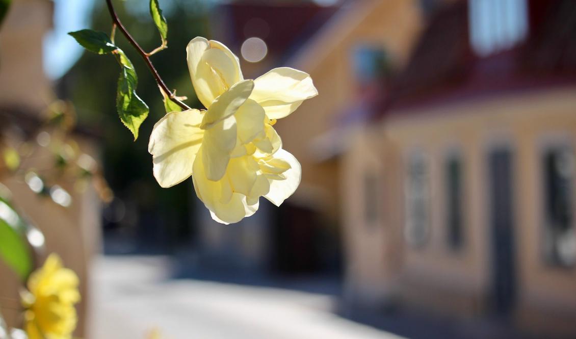 
Rosorna i Visby blommar för fullt. SMHI förutspår fortsatt värme i landet. Foto: Susanne W Lamm/ Epoch Times                                            