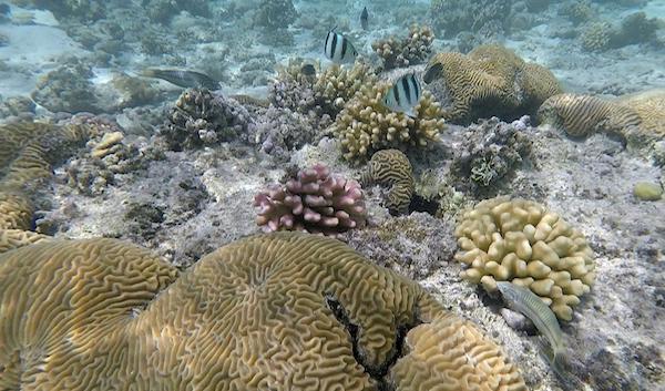 

En studie från brittiska forskare visar att korallreven kan räddas på ett oväntat sätt. Foto: Nouf Alosaimi/AP/TT/Arkivbild                                                                                        