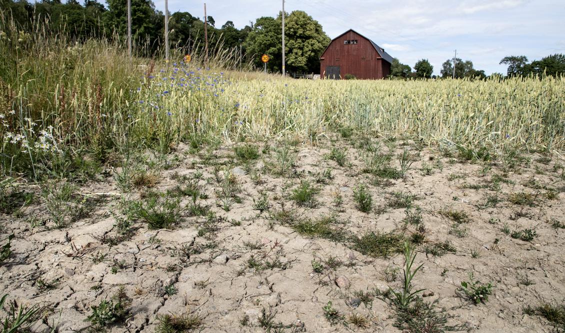 "Att vi har haft varm luft i Sverige under en sommar kan handla om slumpen", säger Eva Strandberg, meteorolog på SMHI. Foto: Christine Olsson/TT