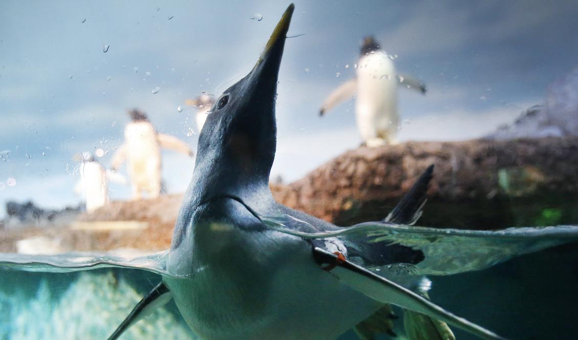 Pingvinerna lever 80 procent av sin tid i haven. Pingvinen på bilden är dock inte en fjordpingvin. Foto: Michael Probst/AP/TT-arkivbild