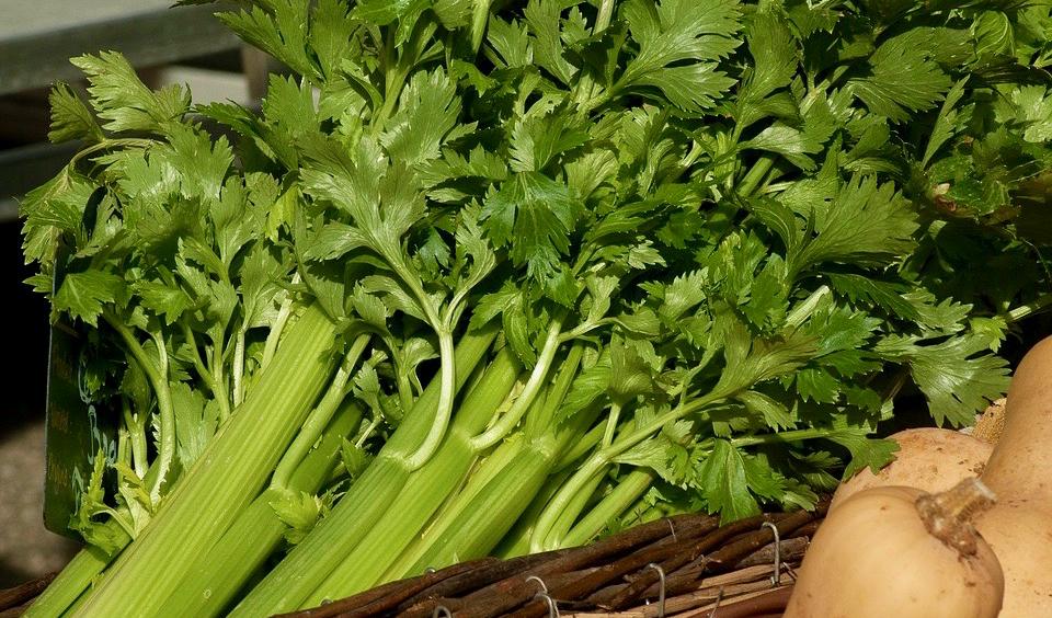 Selleri är bra för vår hälsa på många sätt. Foto: Pixabay