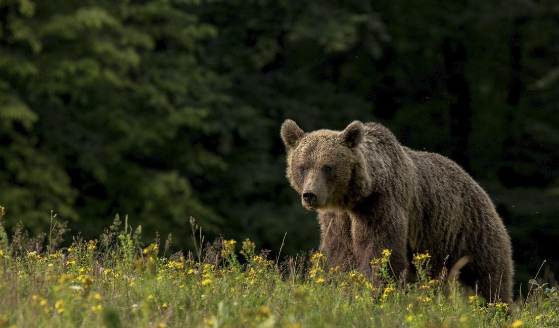 Flera björnar har skjutits i samband med att de uppträtt aggressivt den senaste tiden. Foto: Lajos Berde/TT-arkivbild