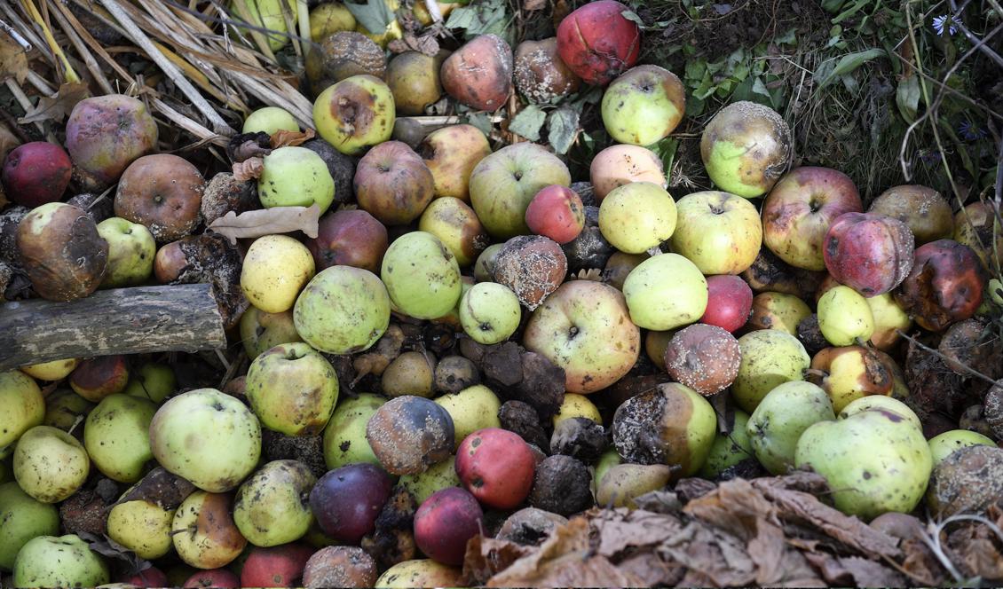 Fallfrukt kan användas till att framställa biogas till bilar och bussar. Arkivbild. Foto: Henrik Montgomery/TT.