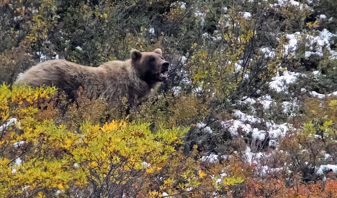 En annan grizzlybjörn i Alaska. Foto: Becky Bohrer/AP/TT-arkivbild