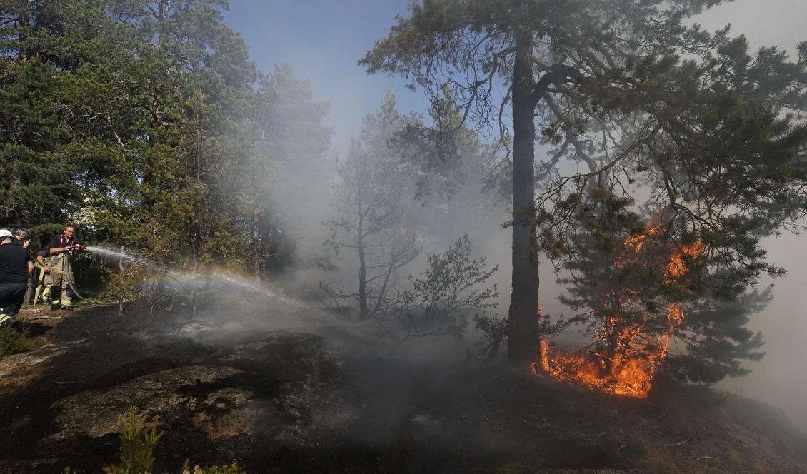 Många frivilliga kallades in för att hjälpa till med arbetet med under sommarens skogsbränder. Foto: Fredrik Persson/TT-arkivbild