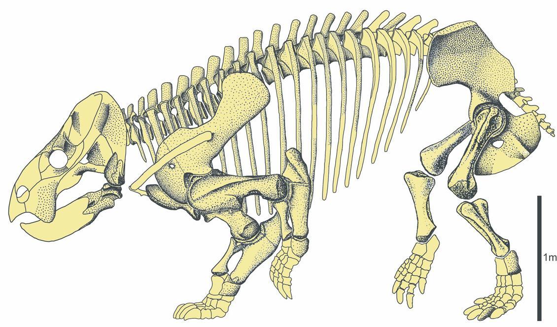 En rekonstruktion av Lisowicias skelett. Arten var stor som en elefant. Foto: Tomasz Sulej/Uppsala universitet/TT