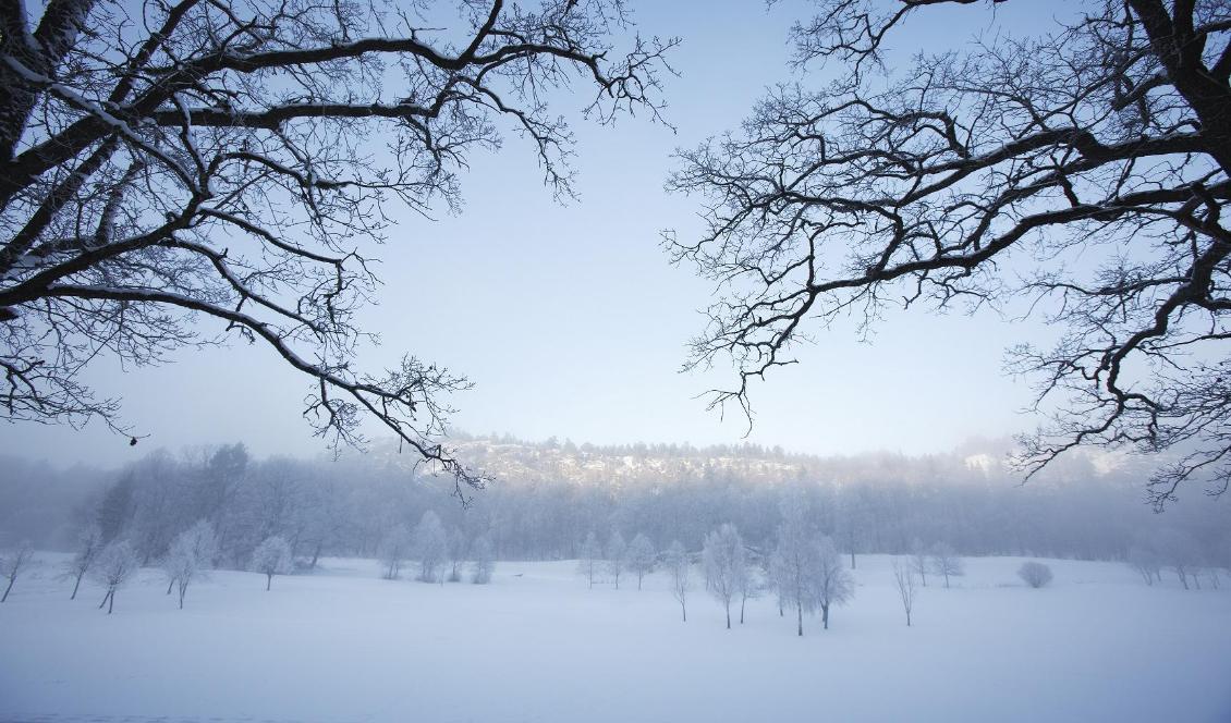 
Vintern är på väg att koppla greppet om Sverige. Foto: Martina Holmberg/TT-arkivbild                                            