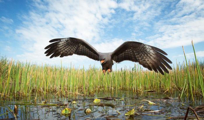En snäckglada jagar äppelsnäckor i Floridas Everglades. Den är den mest specialiserade rovfågeln i världen, och var även ett av Mac Stones mest utmanande motiv. Foto: Mac Stone