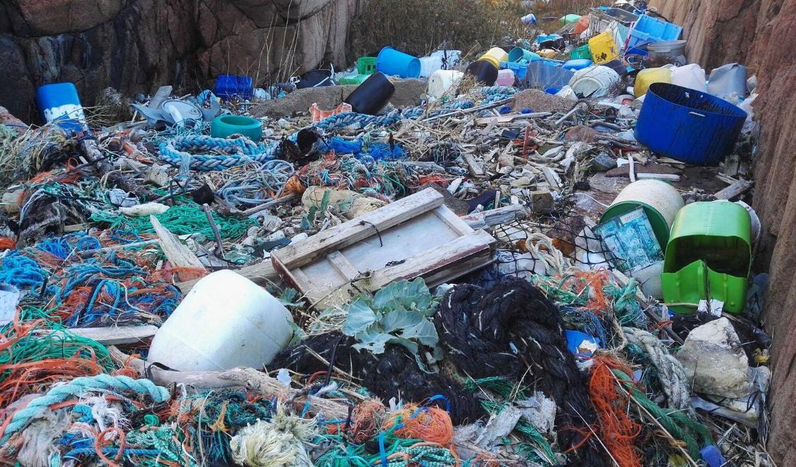 Hittat i havet och längs med kusten. Foto: Jens Marklund/Ren Kust/TT