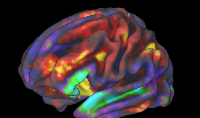 Bild från funktionell magnetresonanstomografi av ett barns hjärna, medan barnet utför en minnesuppgift. Regionerna i gult och rött är mest aktiva. Bild: Richard Watts, University of Vermont och Fair Neuroimaging Lab, Oregon Health and Science University