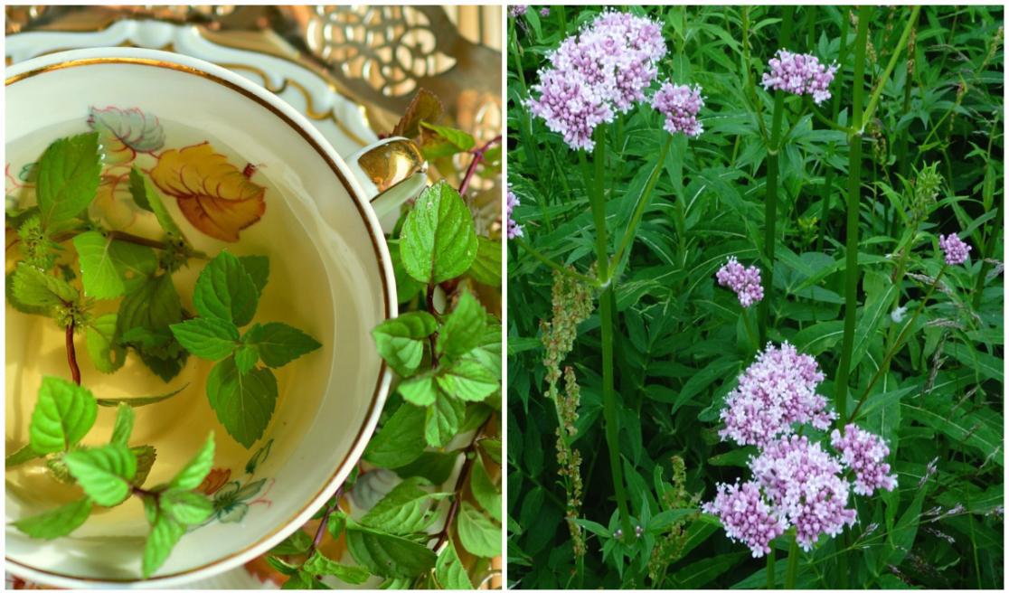 Gå ut och plocka medicinen i trädgården vid behov.