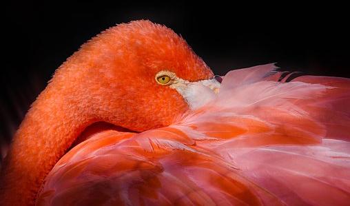 Han Hao Fågel var så uppfylld av sin skönhet att han inte brydde sig om någonting annat.