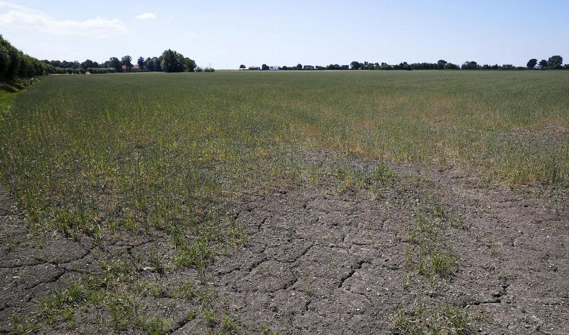 Sommarens torka ledde till den minsta svenska spannmålsskörden sedan 1959, utbredd foderbrist och nödslaktning. Foto: Andreas Hillergren/TT-arkivbild