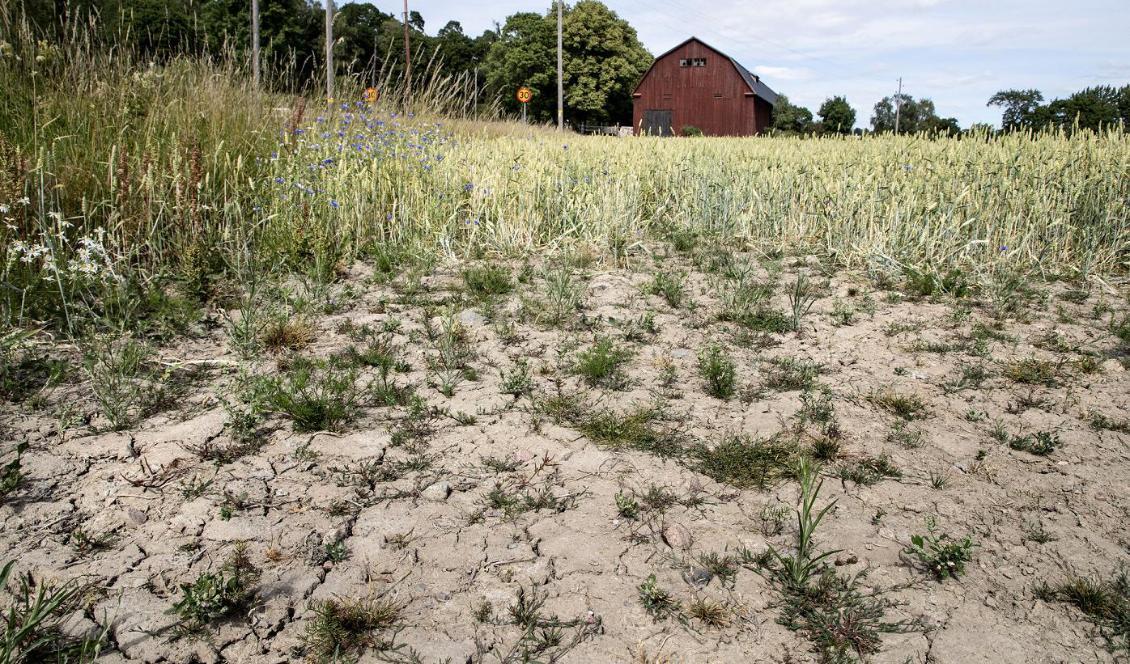 

Förra årets torka har slagit hårt mot det svenska jordbruket. Foto: Christine Olsson/TT-arkivbild                                                                                                