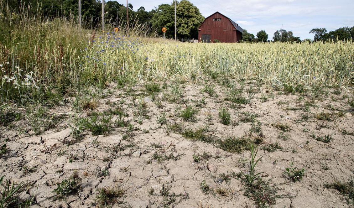 Förra årets torka har slagit hårt mot det svenska jordbruket. Foto: Christine Olsson/TT-arkivbild