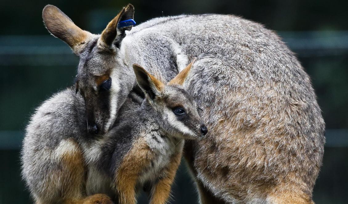 En mindre känguru, en vallaby, är på rymmen i Danmark. Foto: Markus Schreiber/AP/TT-arkivbild