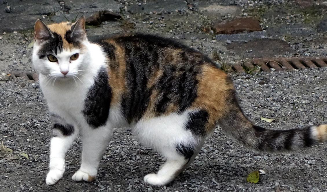 Blir det slut på tragiska historier om övergivna sommarkatter? Foto: Hasse Holmberg/TT-arkivbild