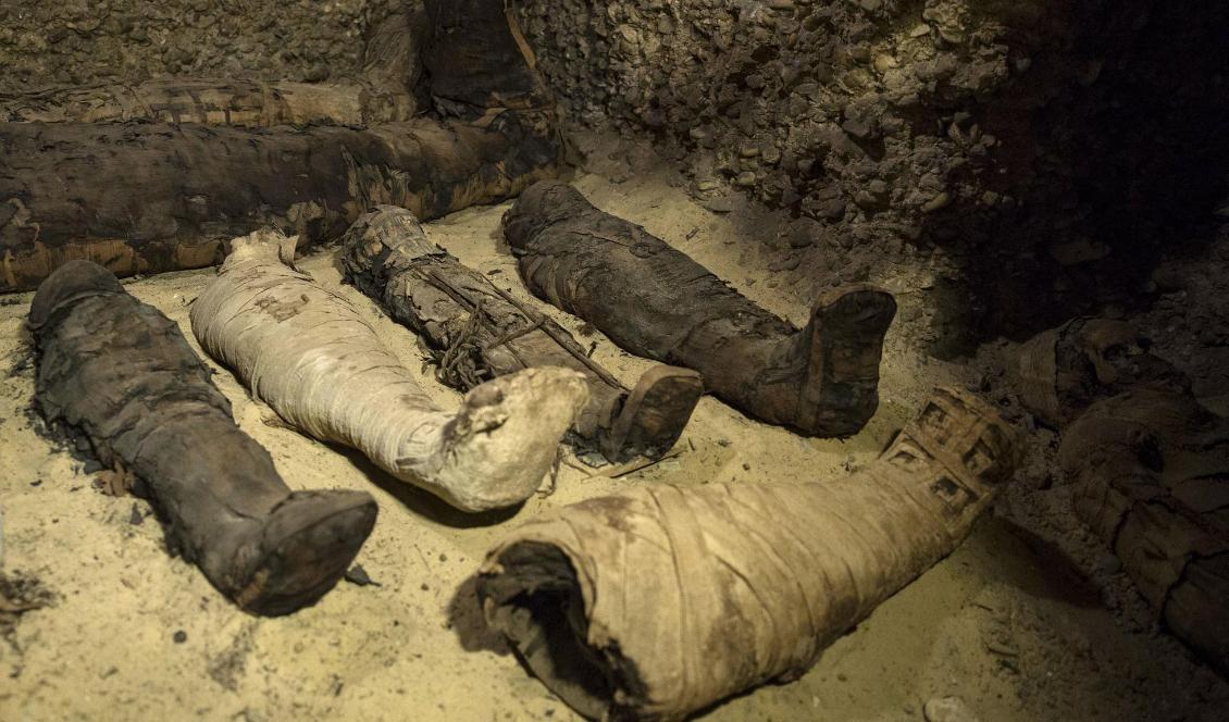 
Egyptiska arkeologer har gjort ett stort fynd av mumier vid en gravplats i al-Minya söder om Kairo. Foto: Roger Anis/AP/TT                                                