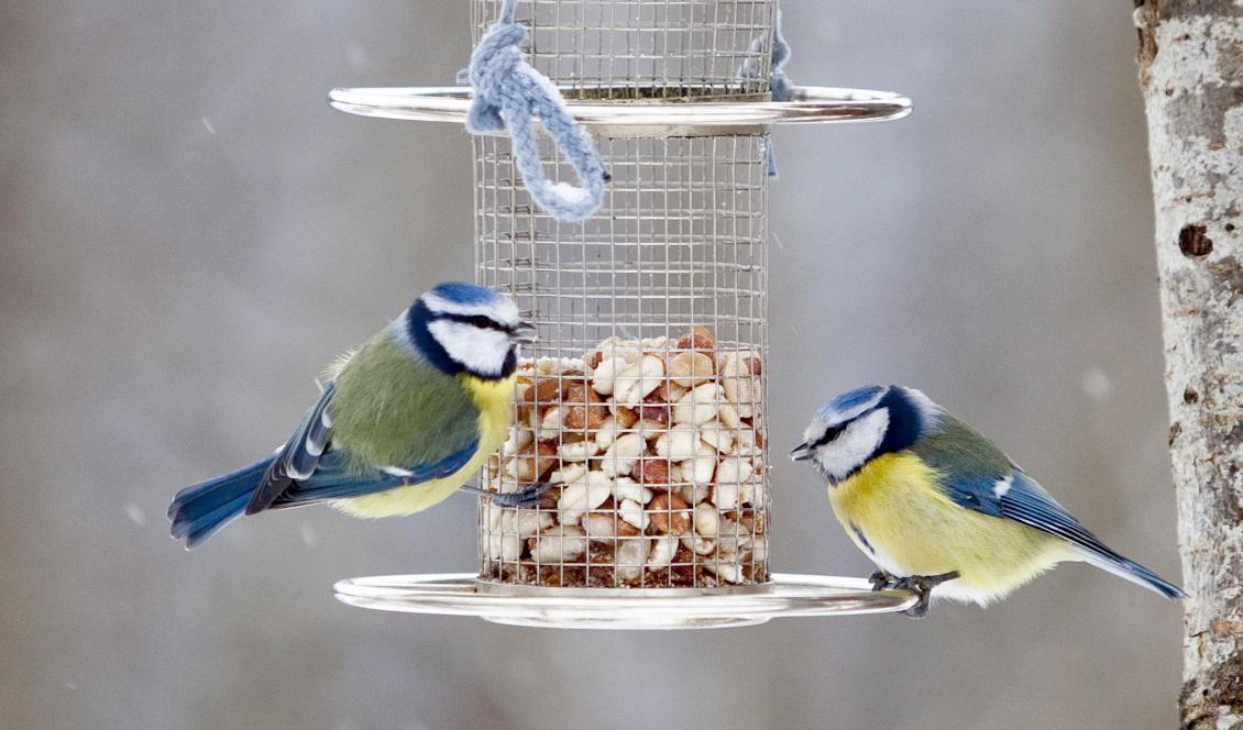 


Rekordmånga kan ha räknat vinterfåglarna i år, enligt preliminära siffror. Foto: Paul Kleiven/NTB Scanpix/TT-arkivbild                                                                                                                                                