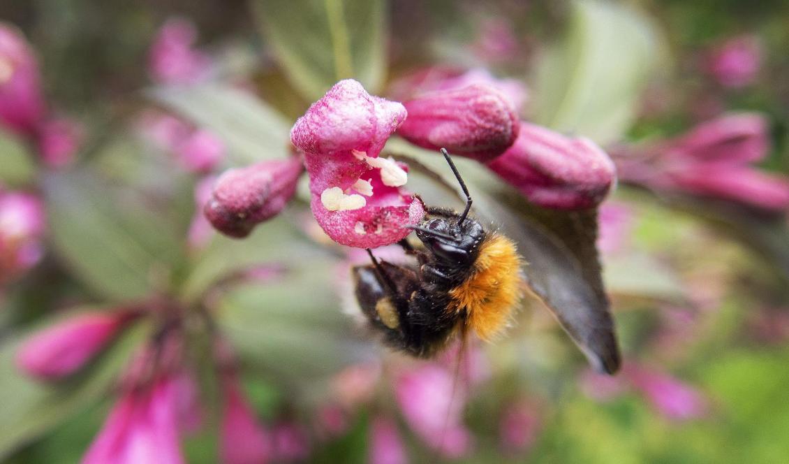 Humlan är en av de insekter som är känsliga för det giftiga växtskyddsmedlet Gaucho WS 70. Foto: Gorm Kallestad/NTB/TT-arkivbild