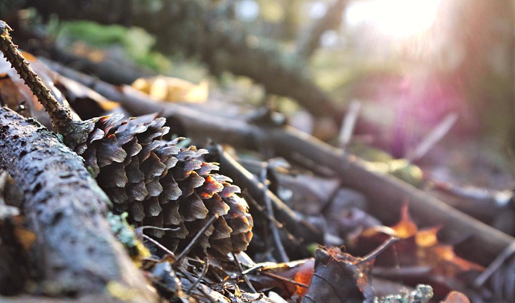 Foto: Sandra Junhammar