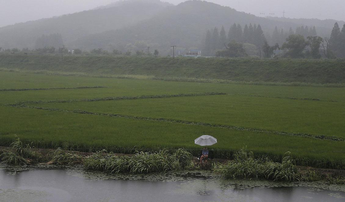 En jordbrukare vid ett risfält utanför Nordkoreas huvudstad Pyongyang. Foto: Wong Maye-E/AP/TT-arkivbild