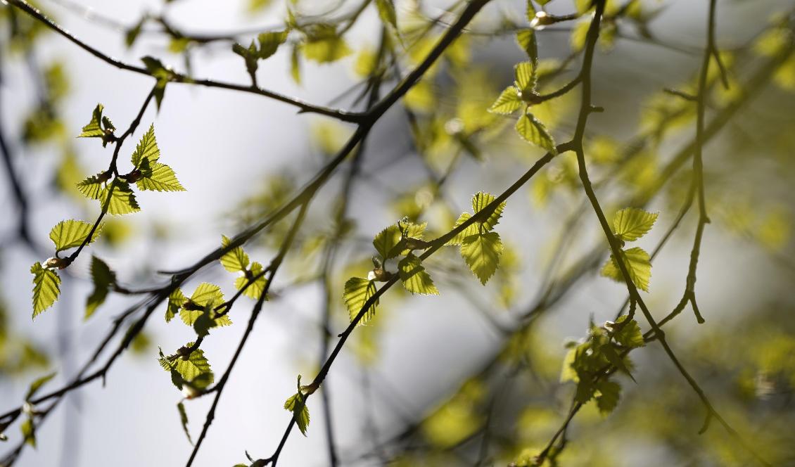 Årets björkpollensäsong kan bli den värsta på flera år. Foto: Johan Nilsson/TT-arkivbild