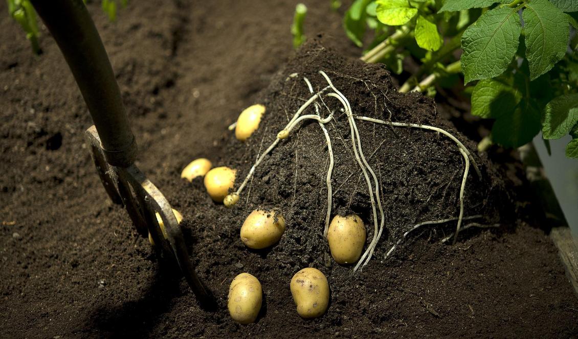 Potatis, en optimal gröda för parasiten. Foto: Anders Wiklund/TT-arkivbild