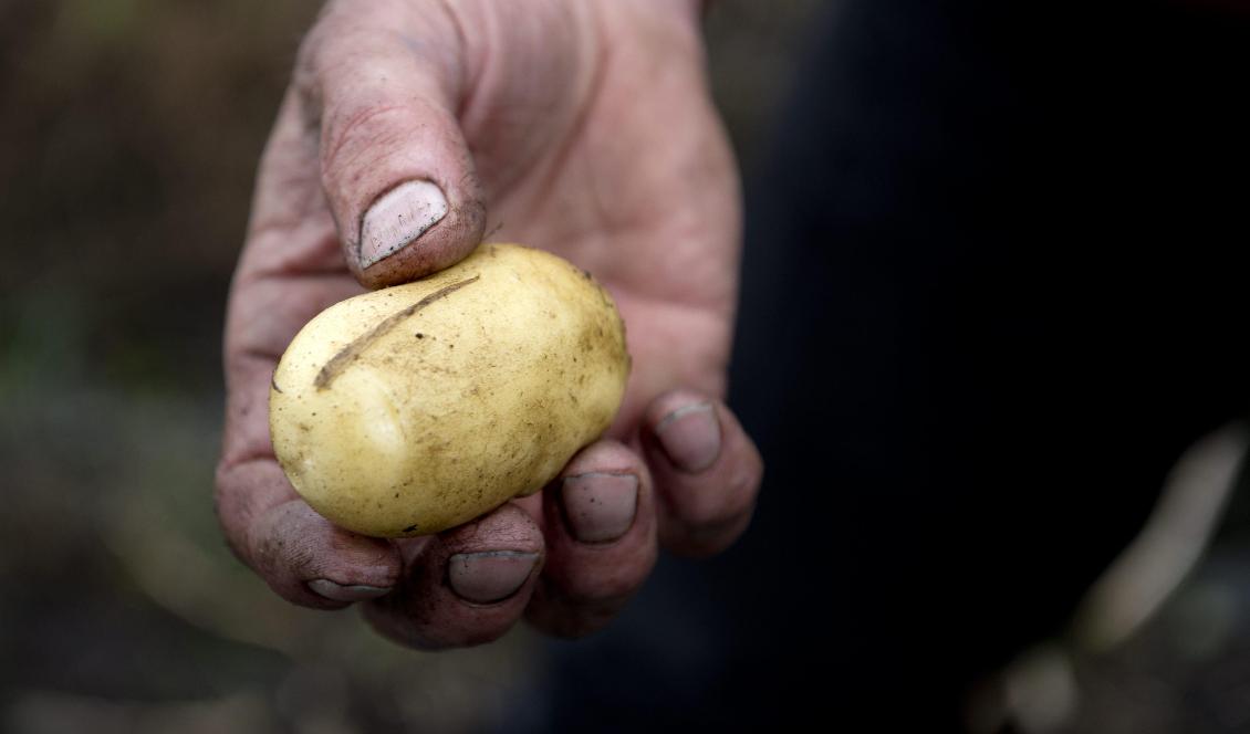 Förra sommarens torka får konsekvenser även för bet- och potatisodlare, något som Skånes politiker nu tar vidare till regeringen. Foto: Björn Larsson Rosvall/TT-arkivbild