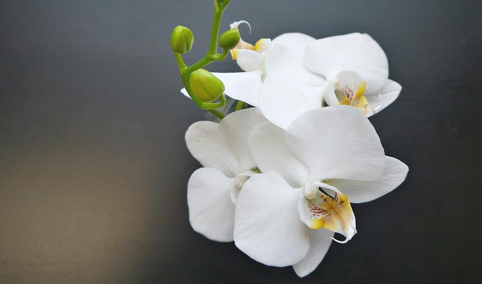 Foto: Sandra Junhammar