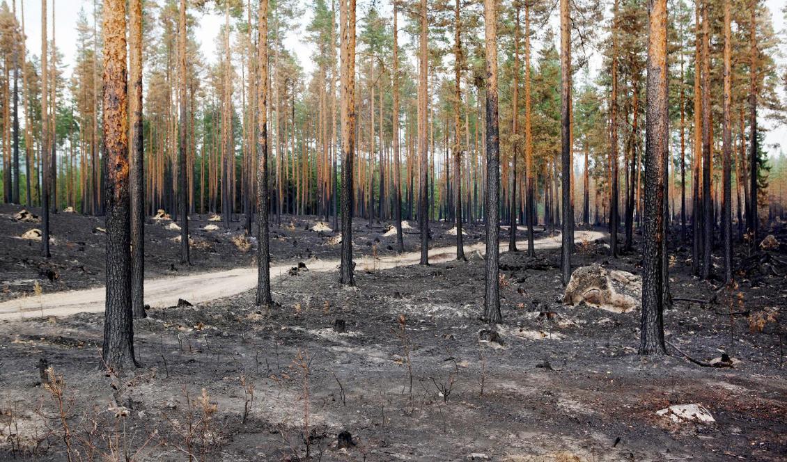 Bränd skog efter skogsbrand i Ljusdals kommun, i närheten av Ängra och Huskölen. Foto: TT-arkivbild