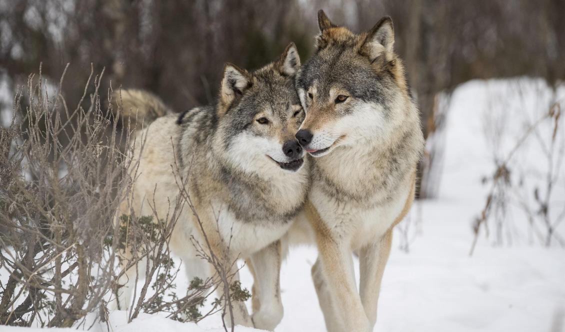 Flera personer i Dalarna och Värmland har anmälts misstänkta för att ha importerat och fött upp varghybrider. Foto: Junge Heiko/NTB-arkivbild
