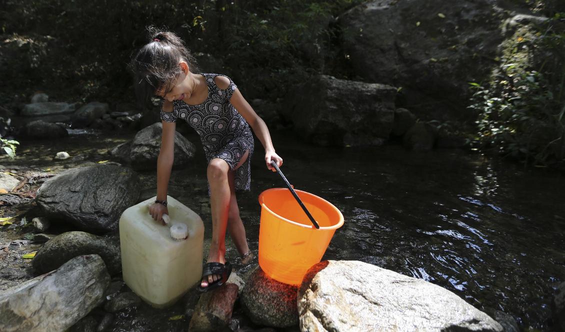 Ett barn hämtar vatten vid en bäck i nationalparken El Ávila som angränsar till Caracas. Foto: Fernando Llano/AP/TT