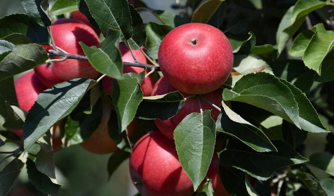 En något mer blygsam äppelskörd är att vänta i år jämfört med i fjol. Foto: Johan Nilsson/TT-arkivbild