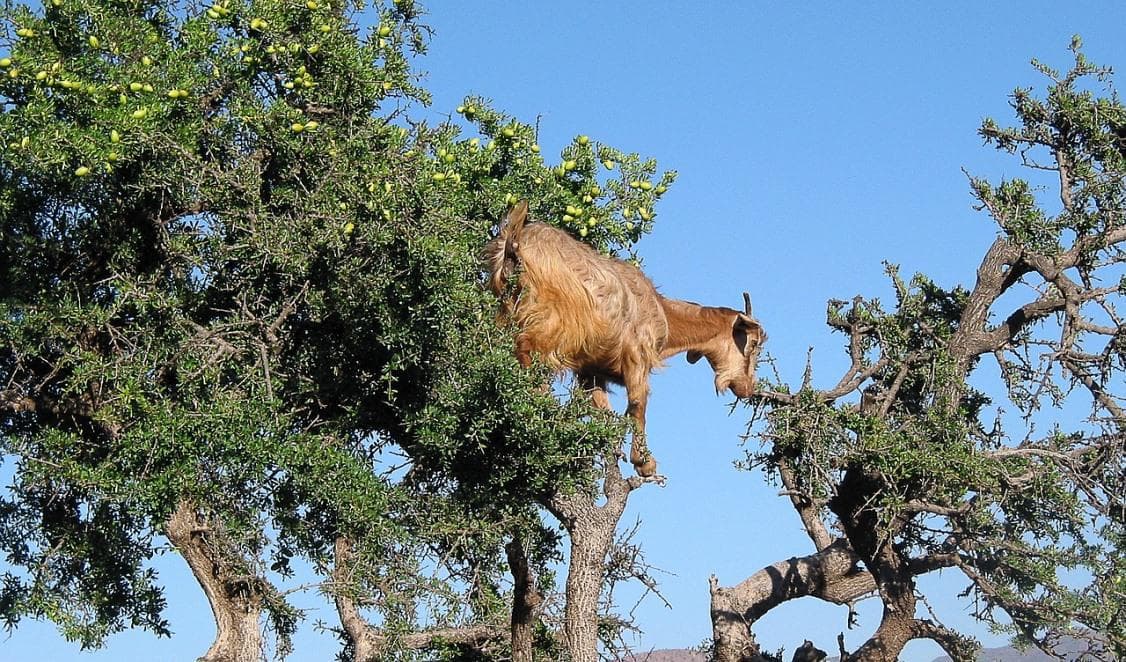 Oljan från arganträdets nötter är rik på E-vitamin, antioxidanter och essentiella fettsyror. Arganträdet växer i Marocko.
