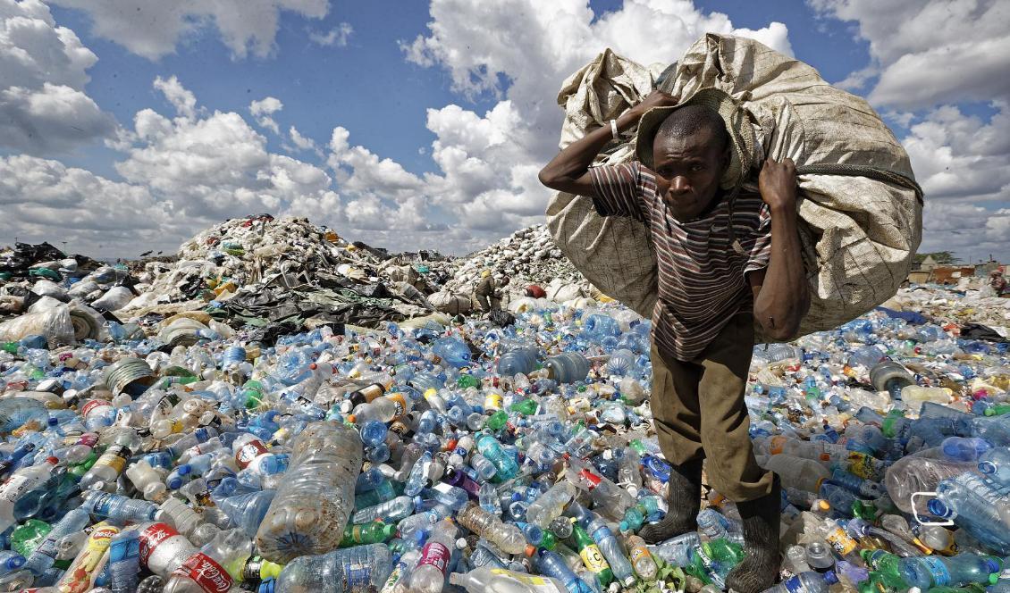 En man samlar plastflaskor i ett sopberg i ett slumområde i Kenyas huvudstad Nairobi. Foto: Ben Curtis/AP/TT-arkivbild