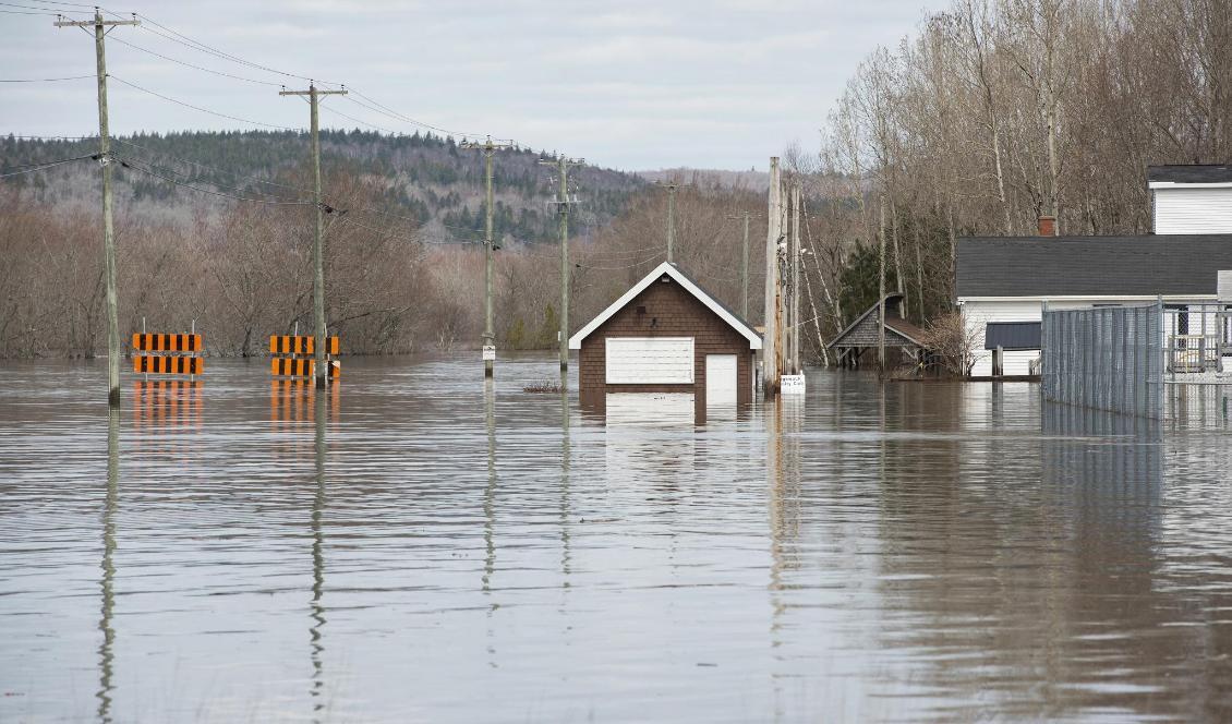Översvämningar i Nauwigewauk i New Brunswick i Kanada. Foto: Stephen MacGillivray/The Canadian Press via AP/TT